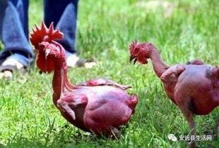 叫了只鸡最新爆料视频,揭秘视频背后的惊人真相！